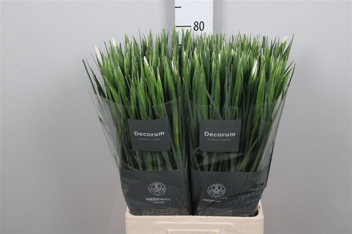 <h4>Iris Casablanca</h4>