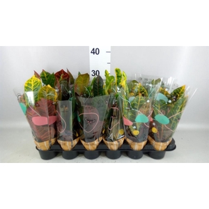 Codiaeum var. KL   ...mix 3