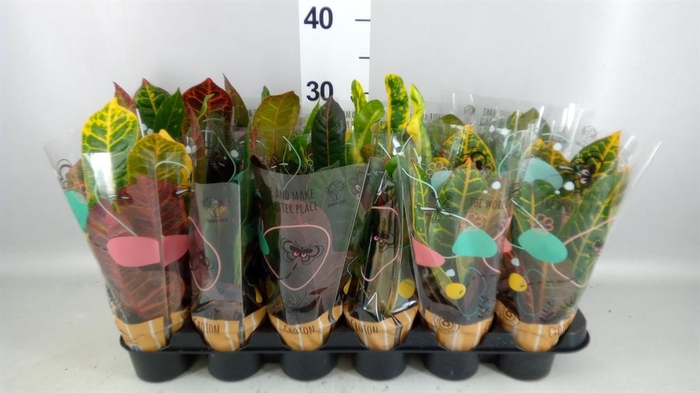 <h4>Codiaeum var. KL   ...mix 3</h4>