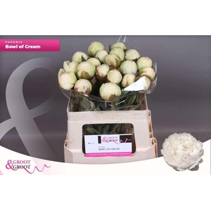 Paeonia Bowl Of Cream | Heavy Quality