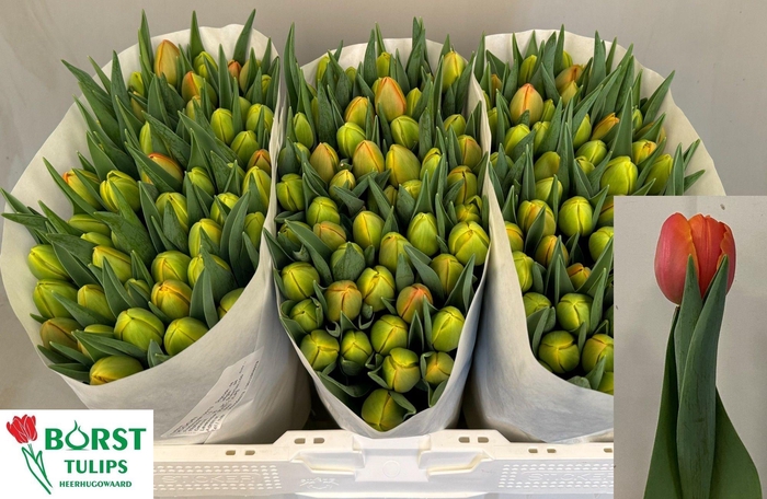 <h4>TU DU ICOON</h4>