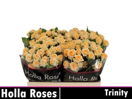 <h4>R Tr Trinity</h4>