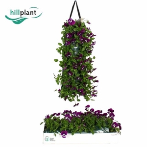 VIO CO EM PURPL FACE