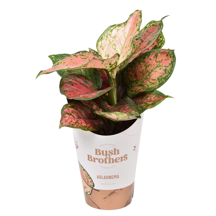 <h4>Aglaonema gemengd</h4>