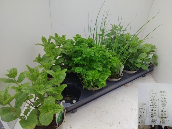 <h4>TUINKRUIDEN OV</h4>