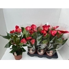 Anthurium andr. 'Tremendo'