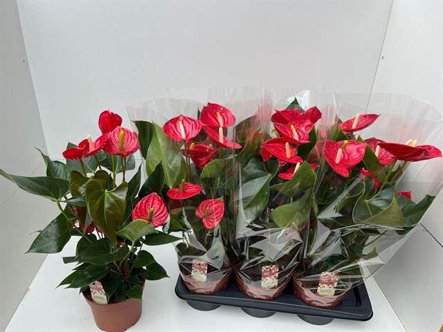 Anthurium andr. 'Tremendo'