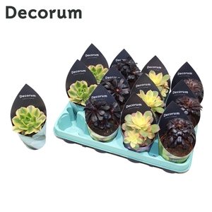 Decorum - Aeonium Mix