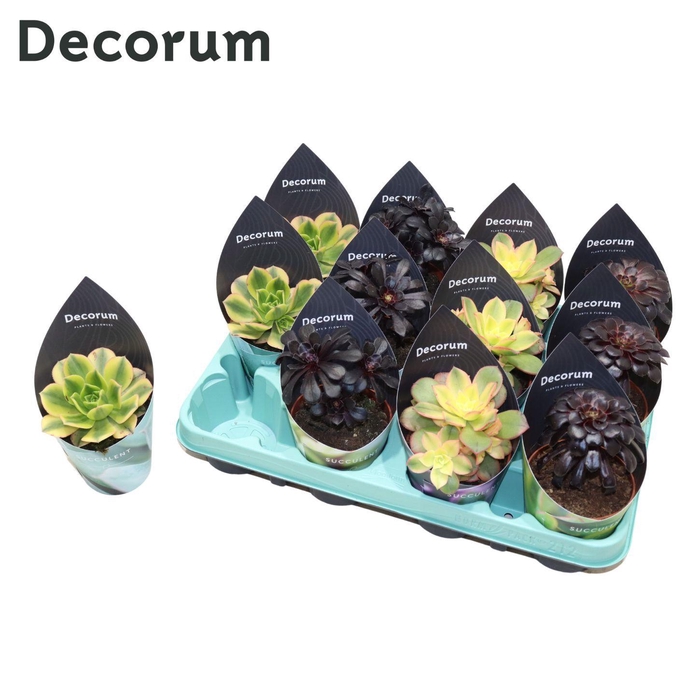 <h4>Decorum - Aeonium Mix</h4>