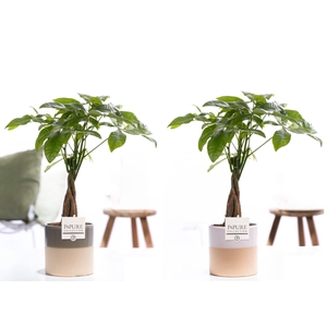 Pachira Aquatica in P&PURE ceramics Tess assorti 2