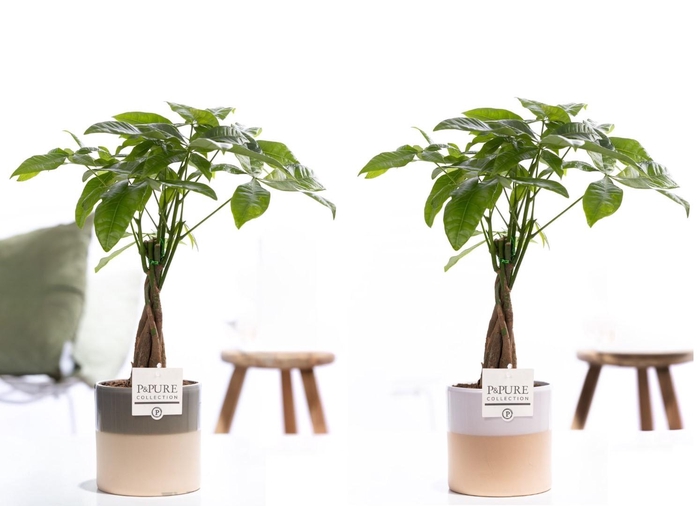 <h4>Pachira Aquatica in P&PURE ceramics Tess assorti 2</h4>