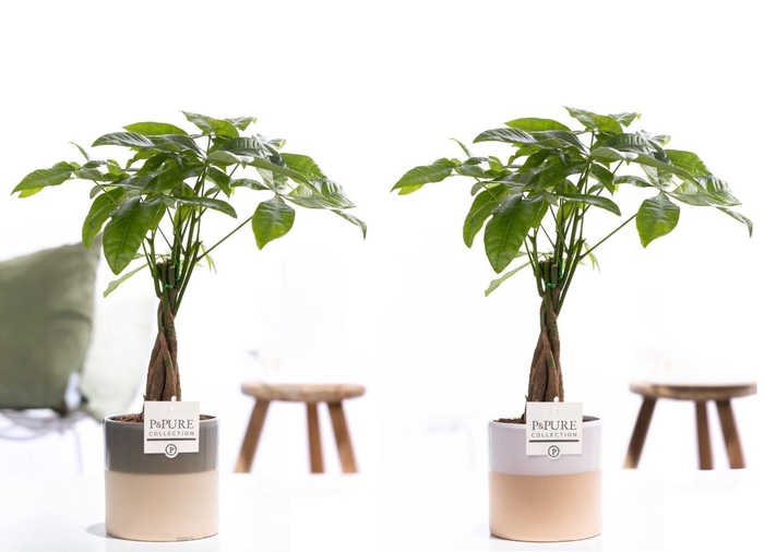 <h4>Pachira Aquatica in P&PURE ceramics Tess assorti 2</h4>