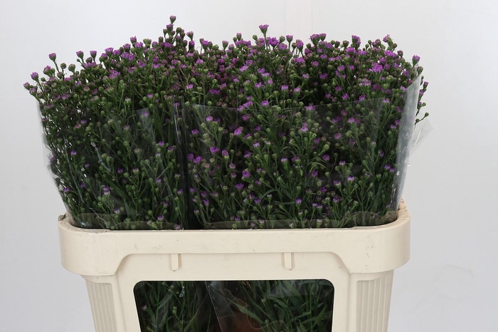 <h4>Aster Baby Pink</h4>