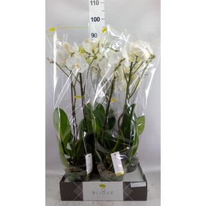 Phalaenopsis   ...white
