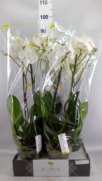 <h4>Phalaenopsis   ...white</h4>