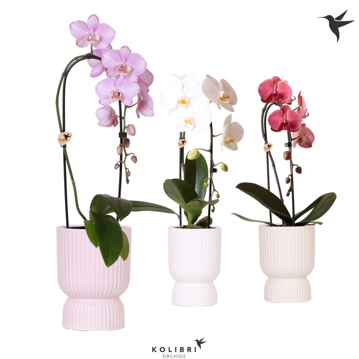 <h4>Kolibri Orchids Phalaenopsis Cascade Niagara Fall mix 1 spike in Diabolo pot mix</h4>