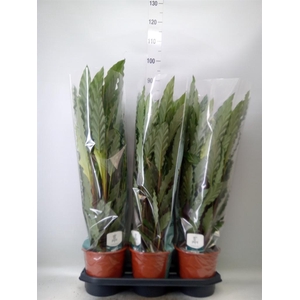 Calathea rufibarba 'Miroscha'