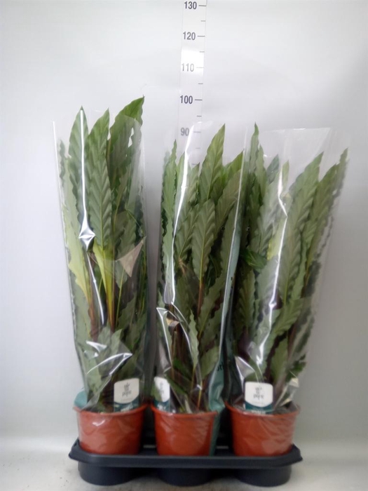 <h4>Calathea rufibarba 'Miroscha'</h4>