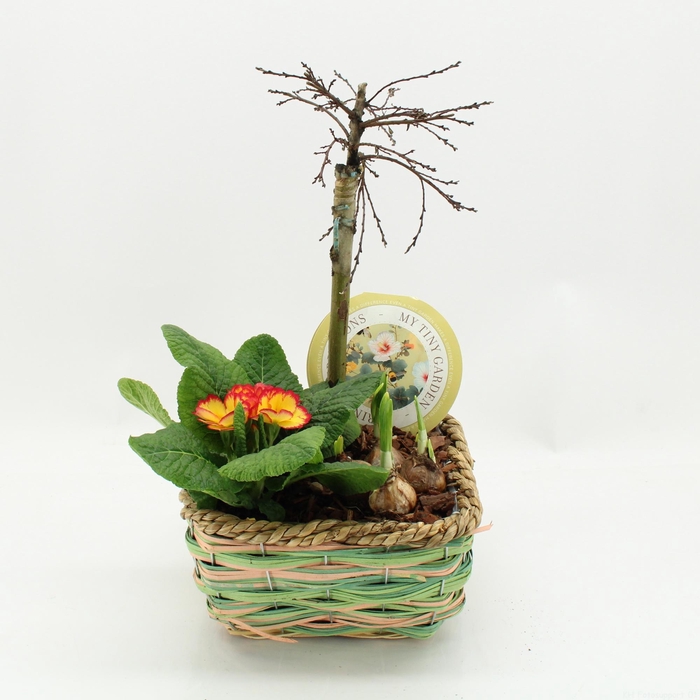 <h4>MTG-SA-01 My Tiny Garden Salix</h4>