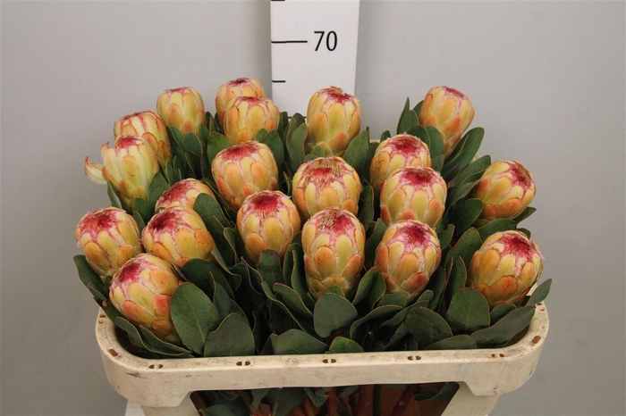 <h4>Protea Grandicolor</h4>