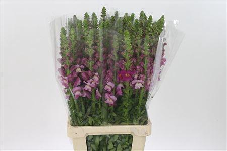 <h4>Antir Mary Lavender</h4>