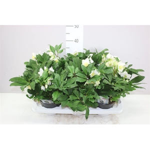 Helleborus Niger Viv Viktor 50+