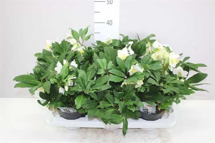 <h4>Helleborus Niger Viv Viktor 50+</h4>