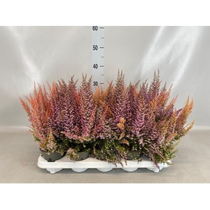 Erica gracilis   ...