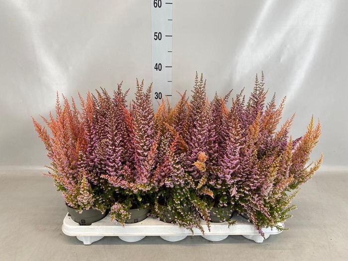 <h4>Erica gracilis   ...</h4>