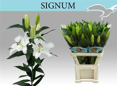 <h4>Li Or Signum 3+</h4>