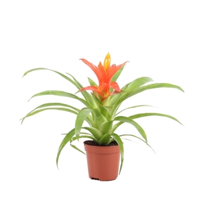 7 cm Guzmania Ritmo