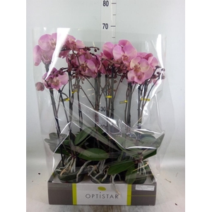 Phalaenopsis   ...rose