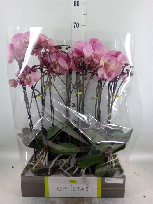 <h4>Phalaenopsis   ...rose</h4>