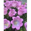CAMP M CHAMPION PINK