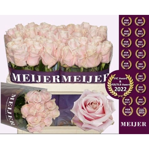 Rozen Rosa Sweet Avalanche