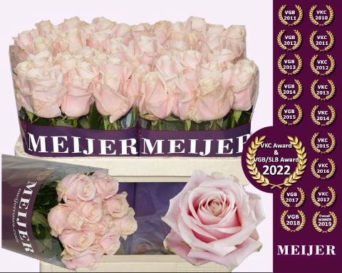 <h4>Rozen Rosa Sweet Avalanche</h4>