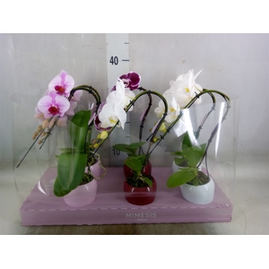 Phalaenopsis   ...
