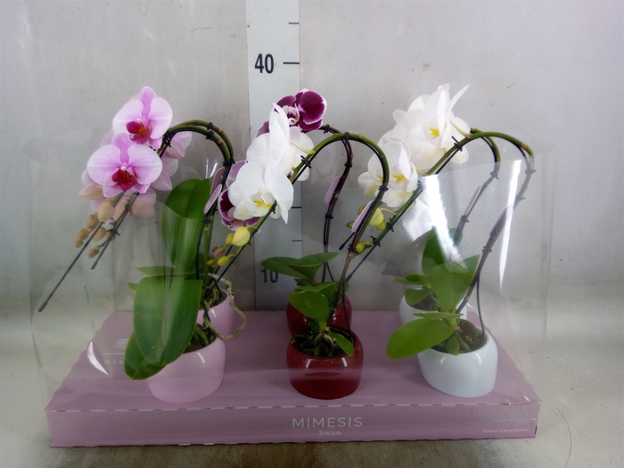 <h4>Phalaenopsis   ...</h4>