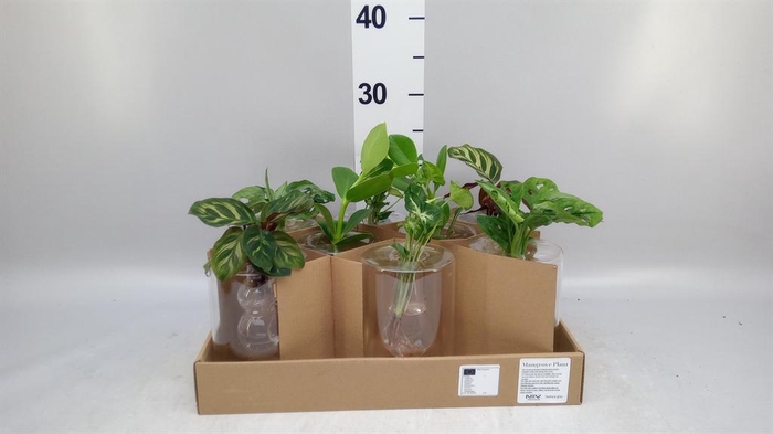 <h4>Planten ..mix</h4>
