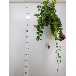 Aeschynanthus  'Mona Lisa'