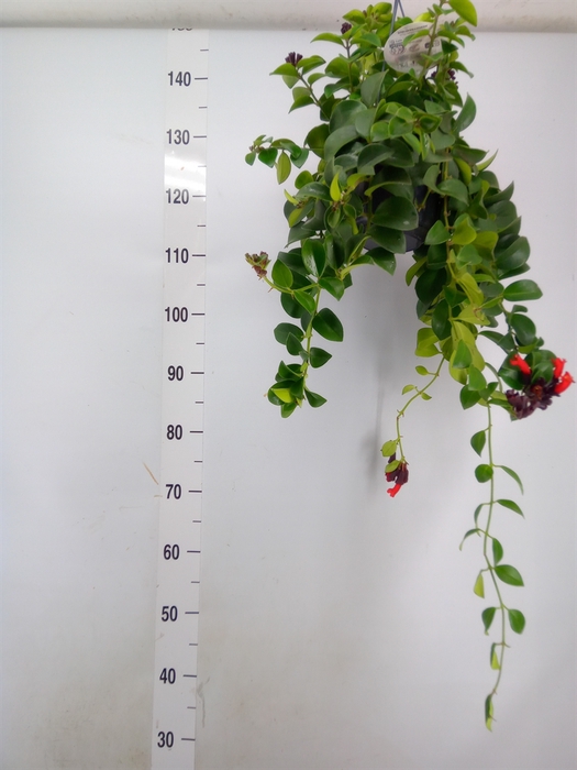 <h4>Aeschynanthus  'Mona Lisa'</h4>