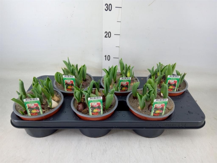 <h4>Tulipa   ...mix in pot</h4>