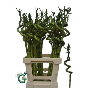 DRAC LUCKY BAMBOO