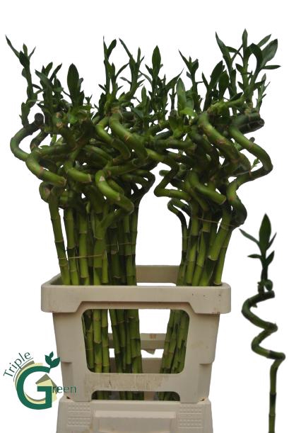 <h4>DRAC LUCKY BAMBOO</h4>