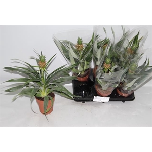 Ananas Corona 12Ø 36cm