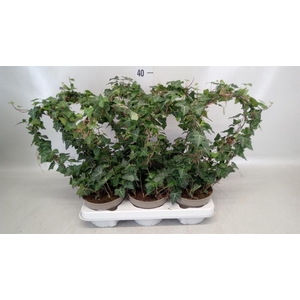 Hedera   ...green leafed