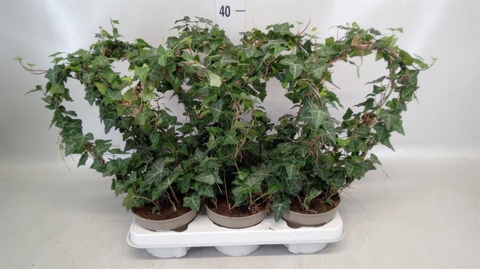 <h4>Hedera   ...green leafed</h4>