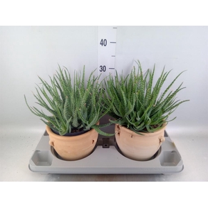 Aloe humilis