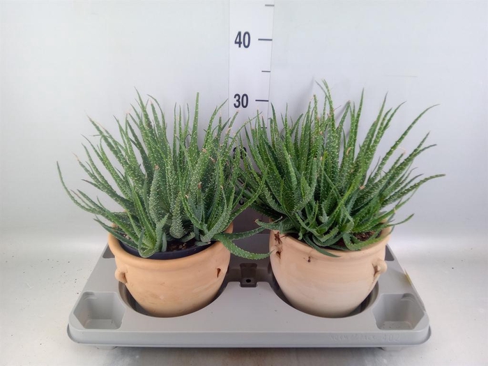 <h4>Aloe humilis</h4>