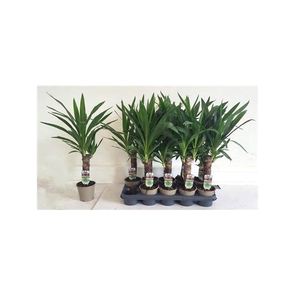 <h4>Yucca 20cm Meerkop</h4>